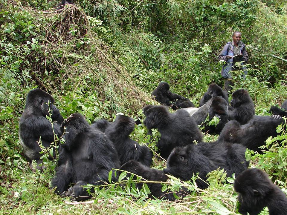 rwanda gorilla tours from south africa