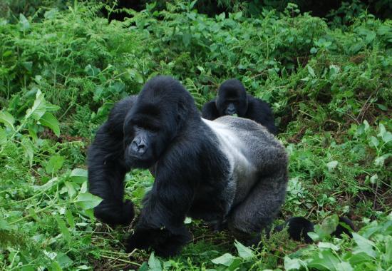 Rwanda Gorilla Tours