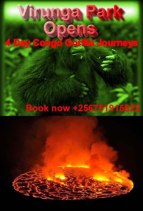 Congo Gorilla Trek