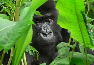 Gorilla Tours in DR Congo