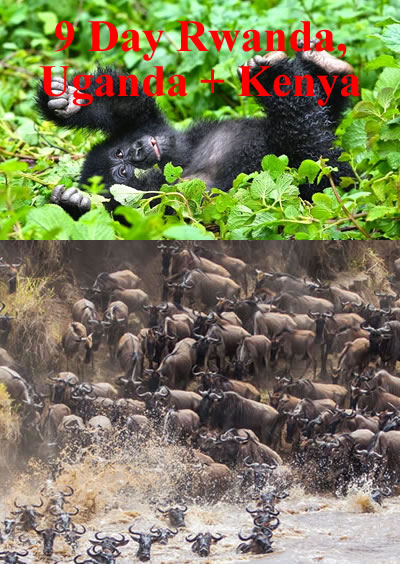Rwanda Uganda Kenya Safari