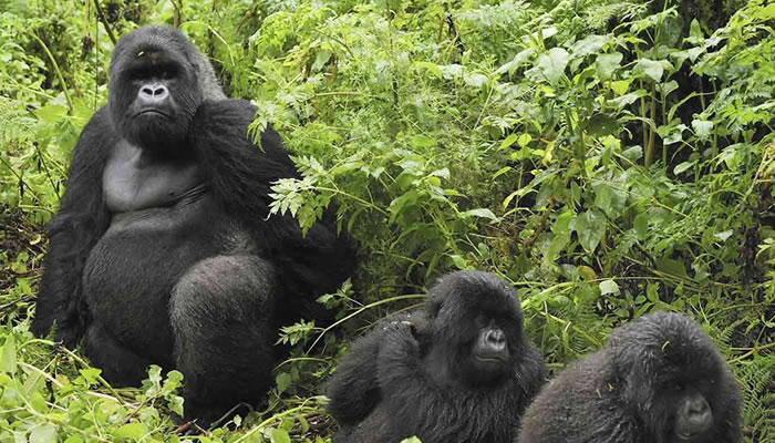 Gorilla Trek in Rwanda