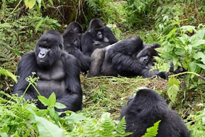 gorilla tours from kigali