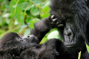 gorilla tours from kigali