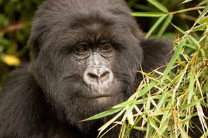 kigali gorilla tour