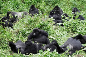 kigali gorilla tour