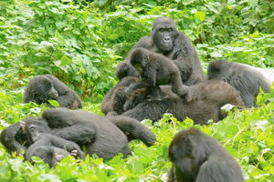gorilla tours from kigali