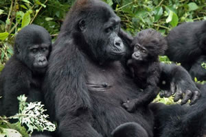 gorilla tours from kigali