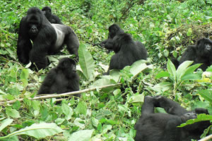 gorilla tours from kigali