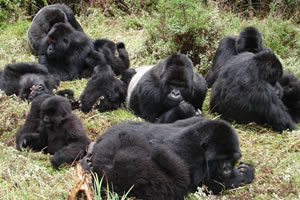 kigali gorilla tour