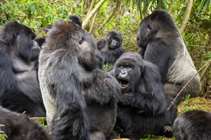 kigali gorilla tour