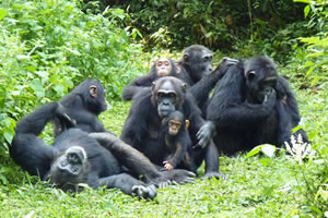 kigali gorilla tour