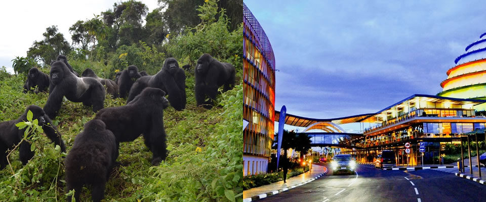 Gorilla Tours & Kigali City Tour