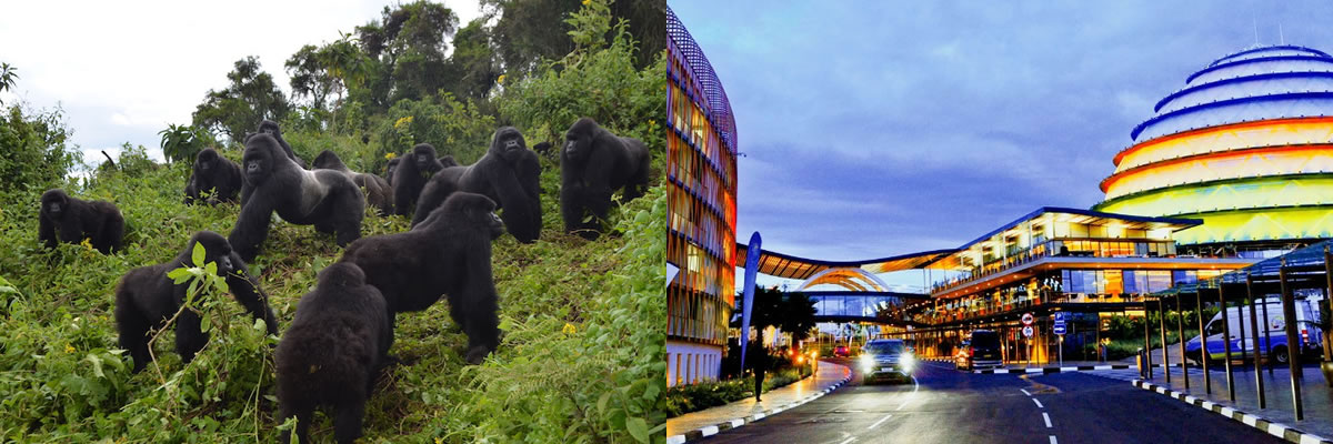 Gorilla Tours & Kigali City Tour