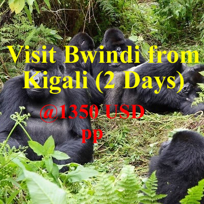 Visit Bwindi from Kigali