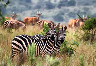 Wildlife in Rwanda