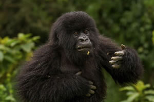 kigali gorilla tour