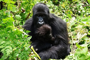 gorilla tours from kigali